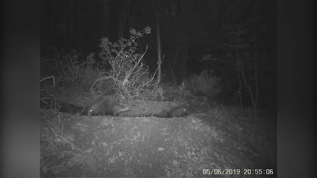 Istrici come castori, lo strano fenomeno rilevato dai ricercatori in Casentino (Ar) - IUl272IIzRI