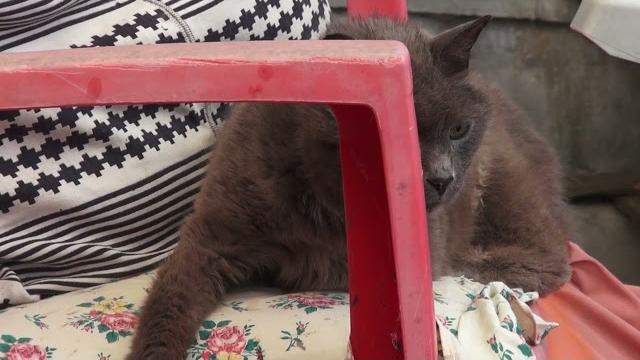 Il rifugio per gatti Cinni rischia la chiusura, l'appello dei volontari per raccogliere fondi - M7ITbIS887k