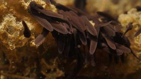 Operazione Bufo Bufo 2026, a San Fabiano nati i primi girini - NgXnwjotmGU