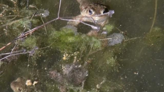 Torna la campagna “Bufo Bufo” per salvare i rospi - QsPP-tD7gdM