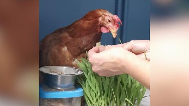 Una “dolce” raccolta fondi per aiutare la gallina Coco - SbBG8mFhpWI