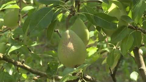 Siccità e irrigazione, le testimonianze degli agricoltori - SoOsCZ7dzbs