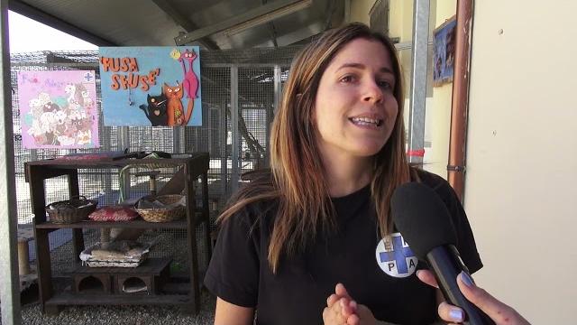 Gattini abbandonati in uno scatolone ad Arezzo, Enpa: "chi commette simili gesti compie un reato" - X0kjAPBTiGk