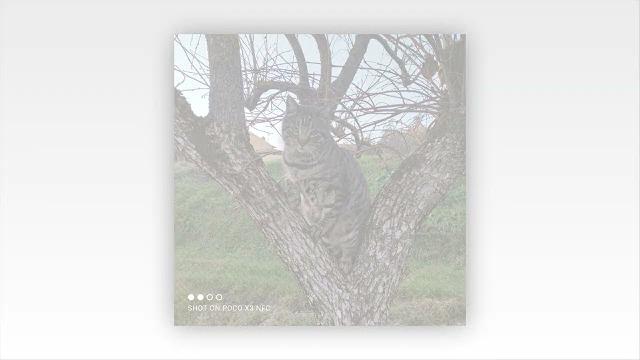 Il gatto "consolatore" Giuliano si ammala, gara di solidarietà per salvare Giuliano - Yao9gviuIFg