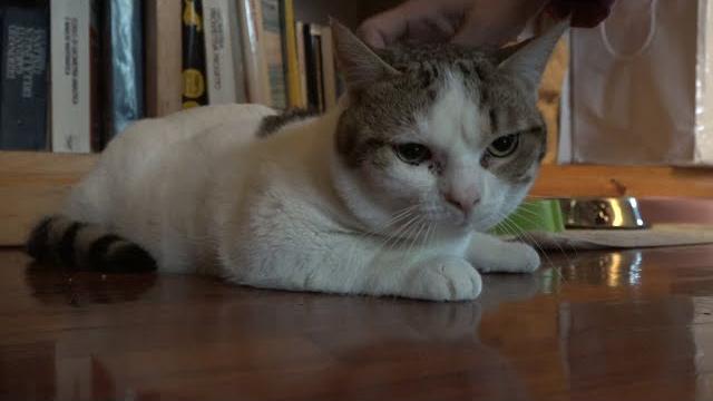 La storia di Stitch, micino speciale accolto da Casa Mauu che adesso ha bisogno dell'aiuto di tutti - dFEl0_bzTbo