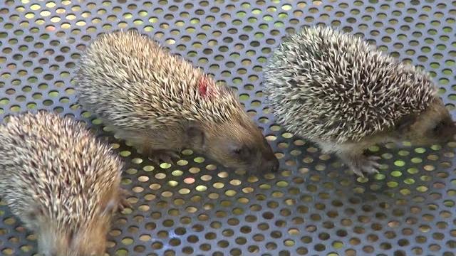 Cinque ricci trovati allo stadio e salvati, Capogreco: “attenzione per tutti gli animali” - dWbdT84lffM