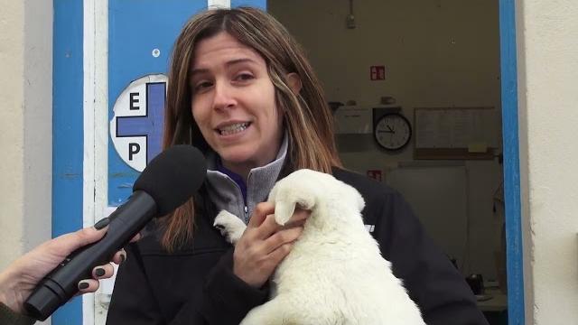 Abbandonati in un cartone, cuccioli cercano una famiglia - eydJPcRt0_4