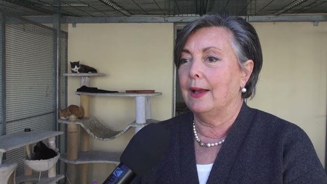 Il 17 febbraio è la festa del gatto, l'Enpa lancia un appello per microchippatura e sterilizzazione - gB3lvxR0lFo