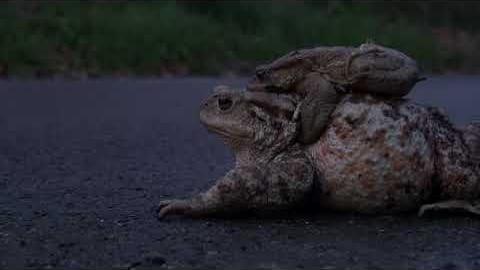 Conclusa l’operazione Bufo Bufo: salvati 1250 rospi sulle strade aretine - hl1YzW-2h54