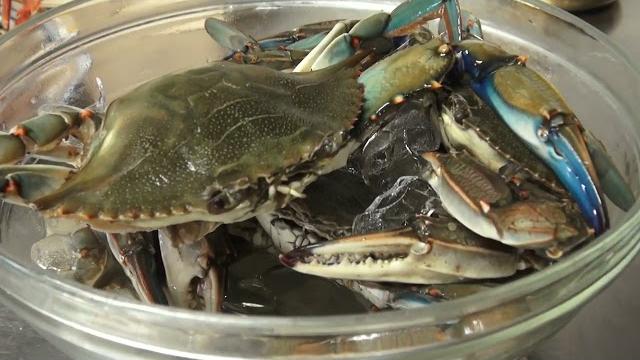 Ad Arezzo il primo piatto a base di granchio blu: "così possiamo aiutare i pescatori" - k-9ZvYJD-qI