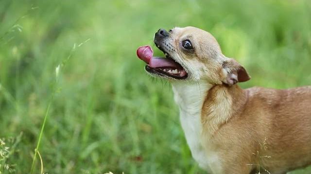 Rischio incendi, in Toscana è vietato tenere i cani alla catena. Enpa: “segnalate i casi" - kRkS0A6l6Yg
