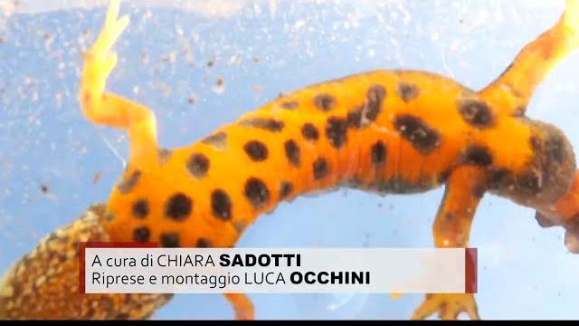 Scoperta all’interno della città di Arezzo una rara popolazione di tritone crestato - l9ltPe77Xo0