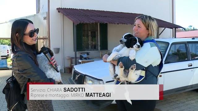 Cagnoline abbandonate di fronte al canile, adesso cercano una famiglia