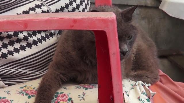 “Aiutiamo il Gattile Cinni”, nuova raccolta fondi per salvare il rifugio - uOU8lw-q2Pw