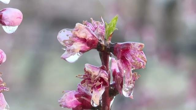 Gelate primaverili, in Valdichiana scatta l'effetto “igloo” - uVff2GuIVe4