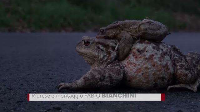 L'Operazione Bufo Bufo parte in anticipo, raccolta fondi per l’acquisto di barriere mobili