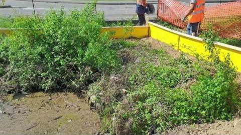 Tritone crestato, partita l'operazione di salvataggio. Area recintata in attesa del trasloco - xnRbLczi2H4