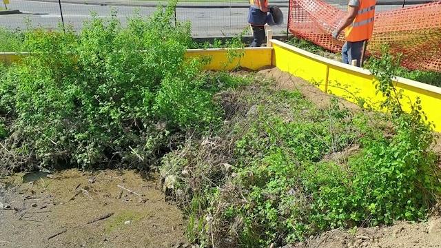 Tritone crestato, partita l'operazione di salvataggio. Area recintata in attesa del trasloco