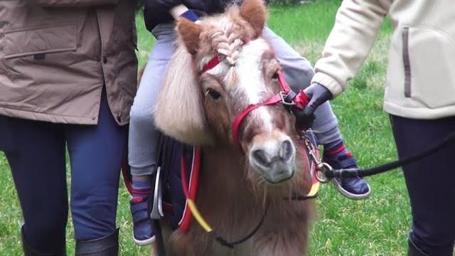 Il pony Pedro e il cane Titan ai campi invernali Csi: è tornata la “Befana della Biodiversità” - EesAr_YClfM