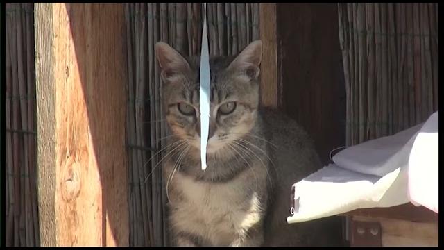 “Basta scuse”, Enpa in piazza contro gli abbandoni degli amici animali - ho8yFqplwow